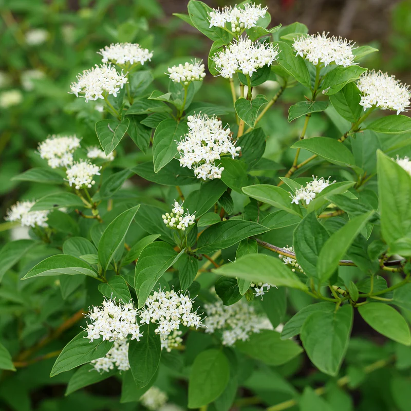 Arctic Fire® Yellow Red-Twig Dogwood (Cornus) - Image 2