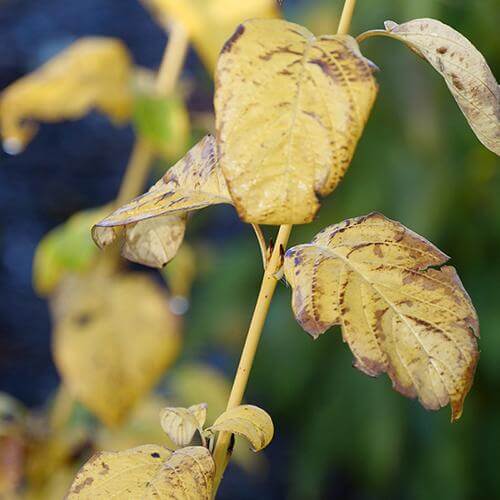 Arctic FireĀ® Yellow Red-Twig Dogwood (Cornus) - Image 5