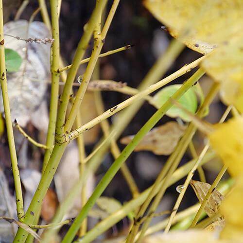 Arctic FireĀ® Yellow Red-Twig Dogwood (Cornus) - Image 6