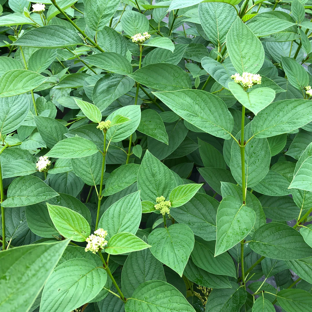 Arctic Fire® Yellow Red-Twig Dogwood (Cornus) - Image 7