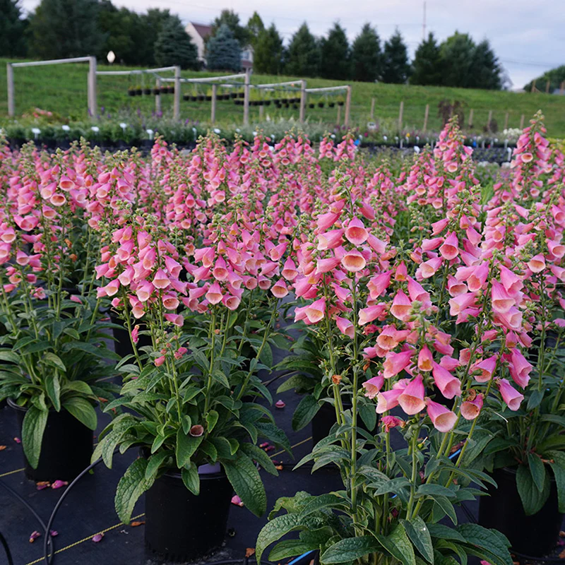 Arctic Fox™ Rose Foxglove (Digitalis)