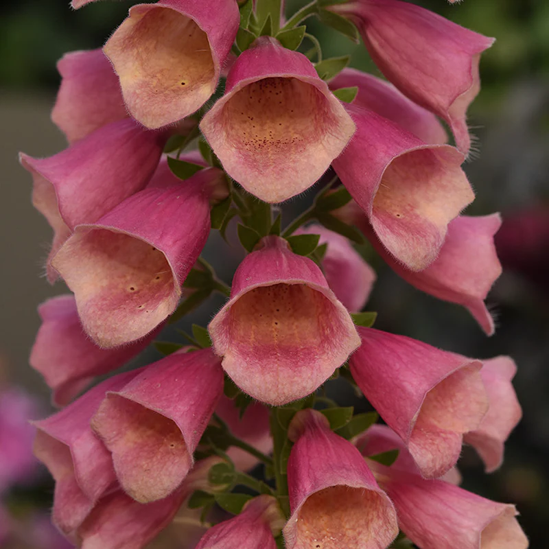 Arctic Fox™ Rose Foxglove (Digitalis) - Image 2