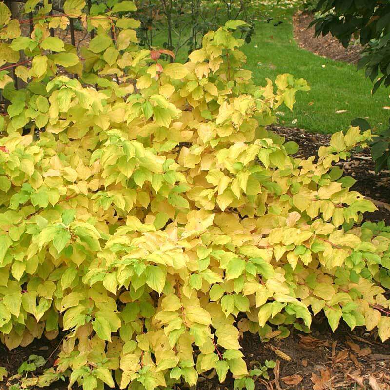 Arctic Sun® Dogwood - Image 3