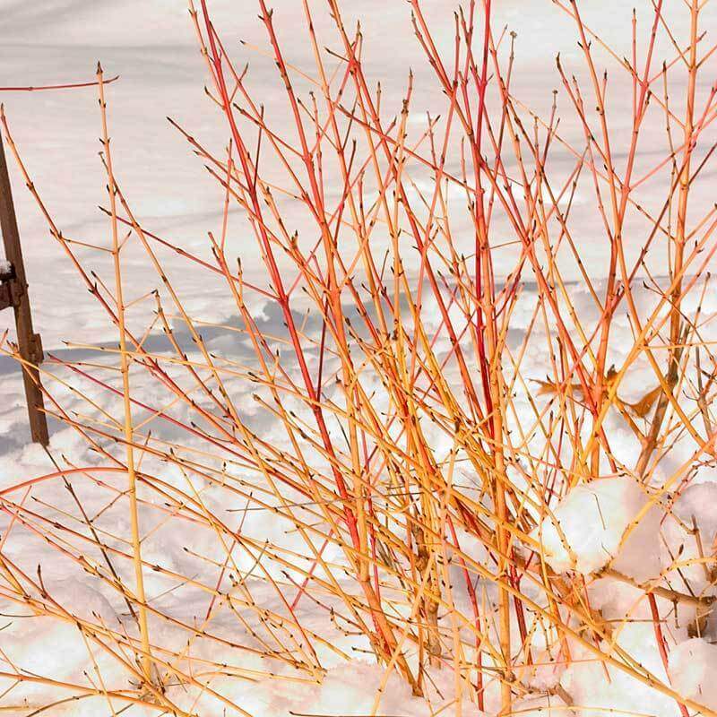Arctic Sun® Dogwood - Image 4