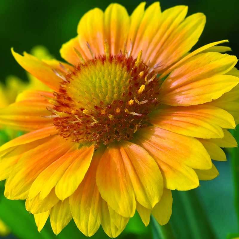 'Arizona Apricot' Blanket Flower (Gaillardia)