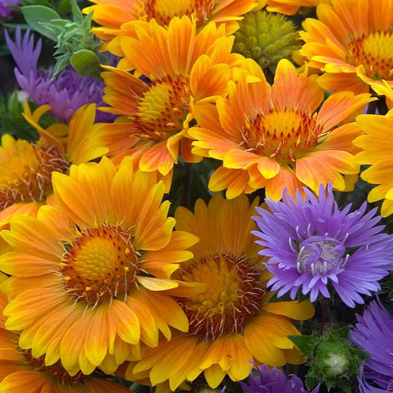 'Arizona Apricot' Blanket Flower (Gaillardia) - Image 2