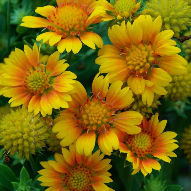 'Arizona Apricot' Blanket Flower (Gaillardia) - Image 3