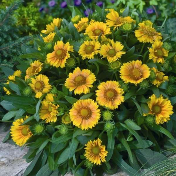 'Arizona Apricot' Blanket Flower (Gaillardia) - Image 5