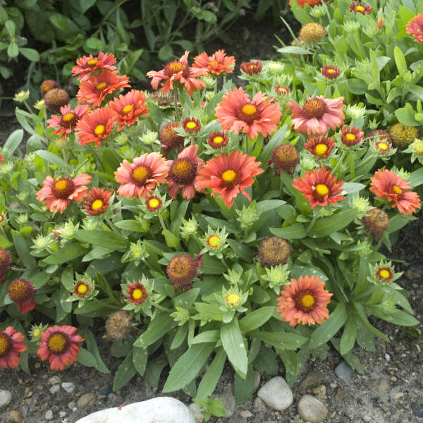 'Arizona Red Shades' Blanket Flower (Gaillardia) - Image 4