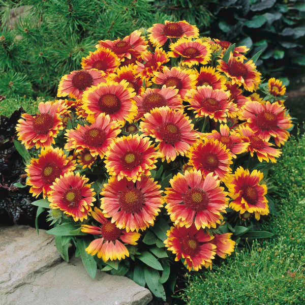 'Arizona Sun' Blanket Flower (Gaillardia) - Image 2