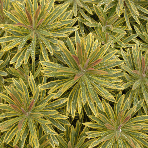 'Ascot Rainbow' Spurge (Euphorbia) - Image 3