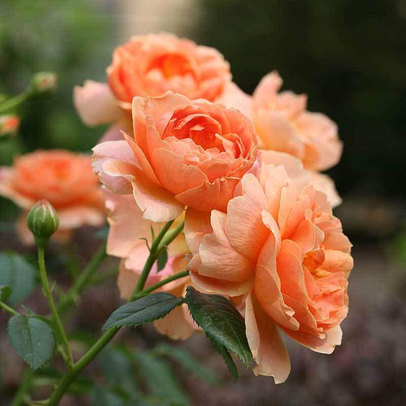 At Last® Rose - Image 3