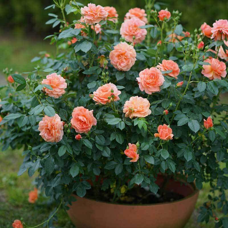 At Last® Rose - Image 4