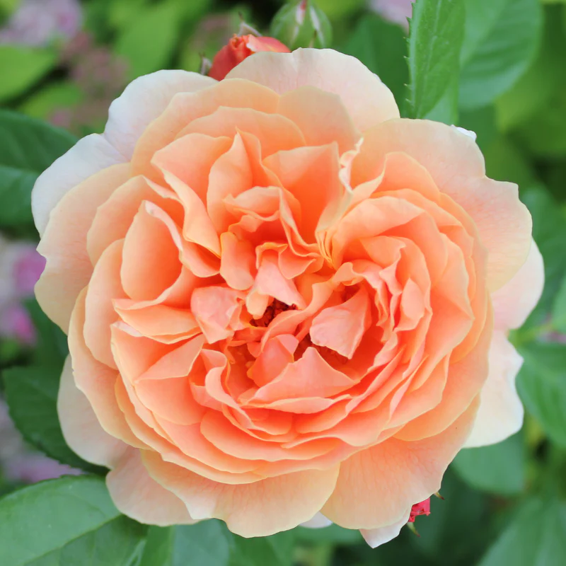 At Last® Rose - Image 6