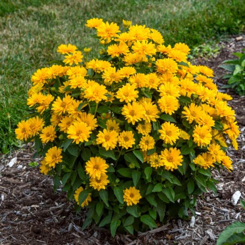 ATHENA GOLD™ False Sunflower (Heliopsis)