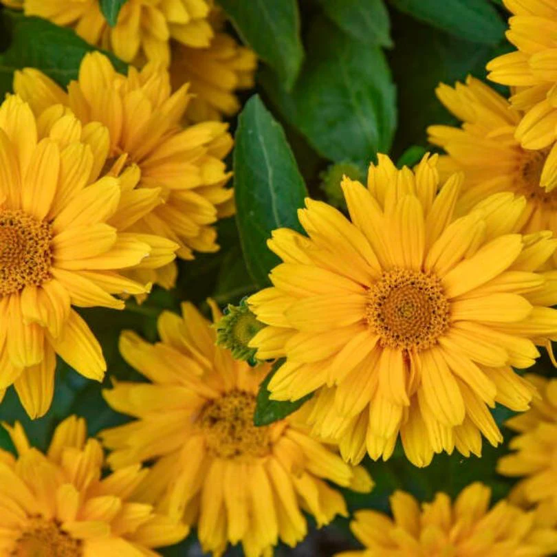 ATHENA GOLD™ False Sunflower (Heliopsis) - Image 2
