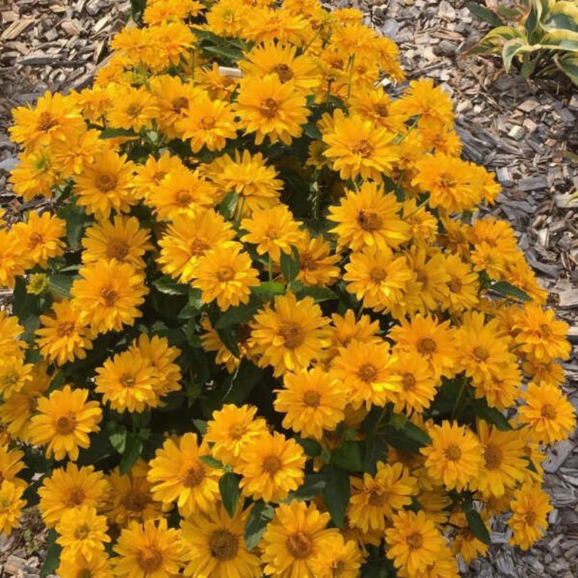 ATHENA GOLD™ False Sunflower (Heliopsis) - Image 3
