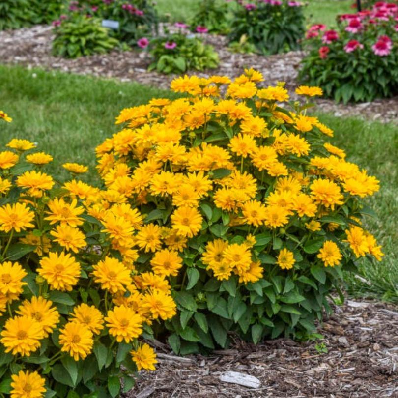 ATHENA GOLD™ False Sunflower (Heliopsis) - Image 4