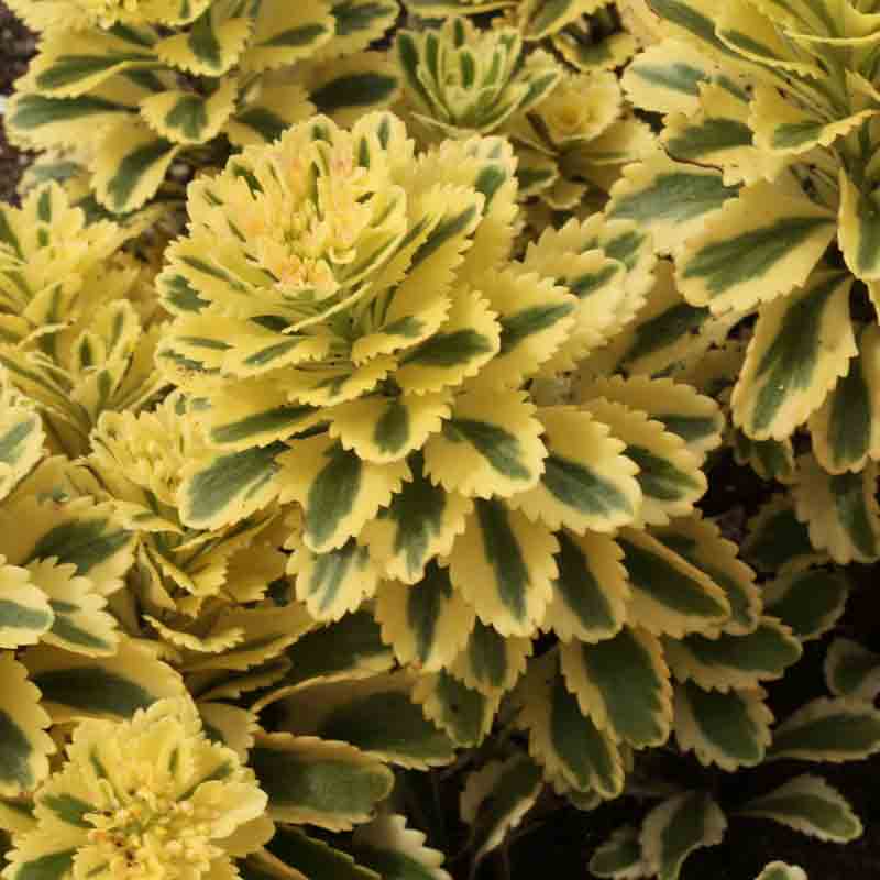 'Atlantis' Stonecrop - Image 2