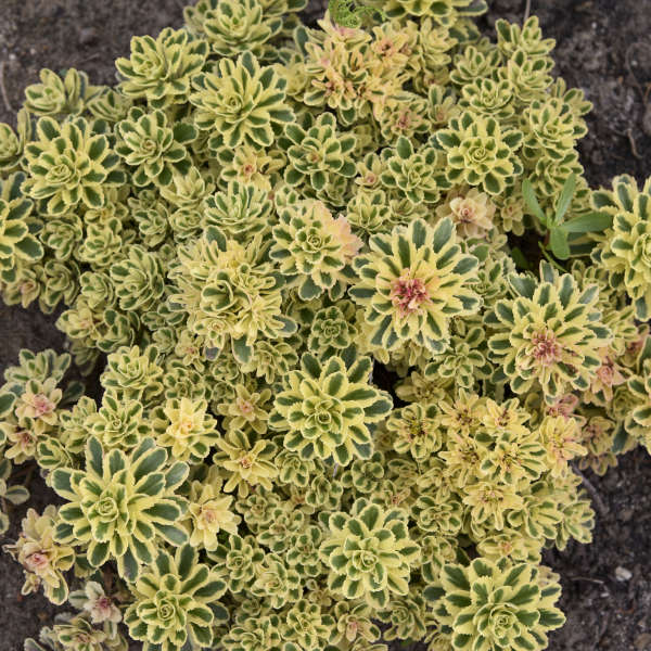 'Atlantis' Stonecrop - Image 4