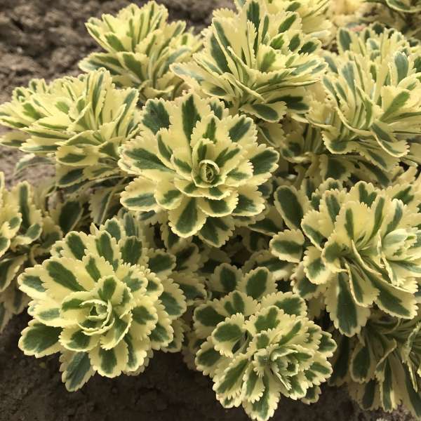 'Atlantis' Stonecrop - Image 5