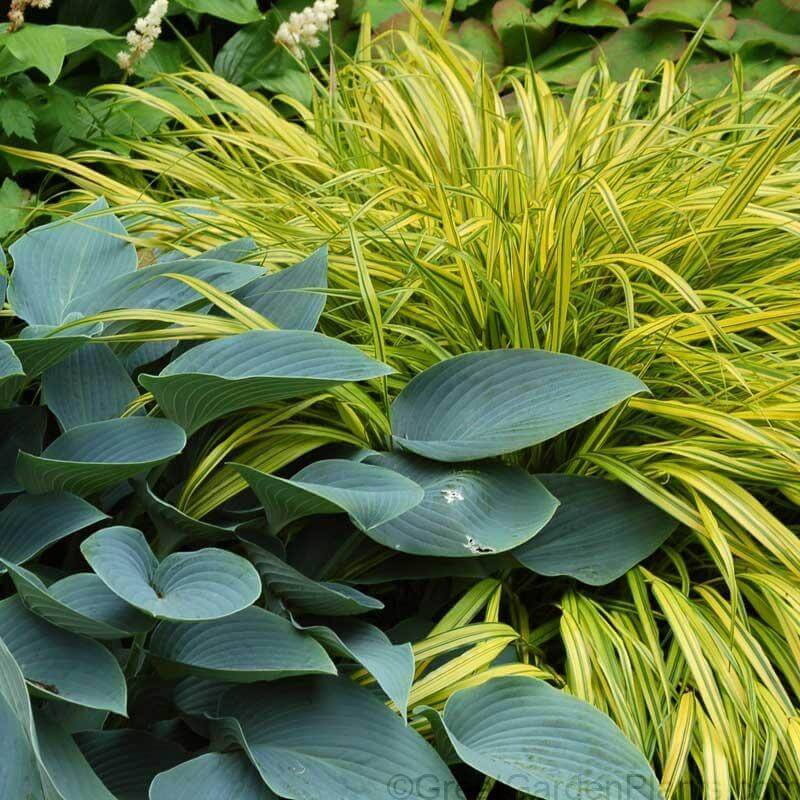 'Aureola' Japanese Forest Grass (Hakonechloa) - Image 2