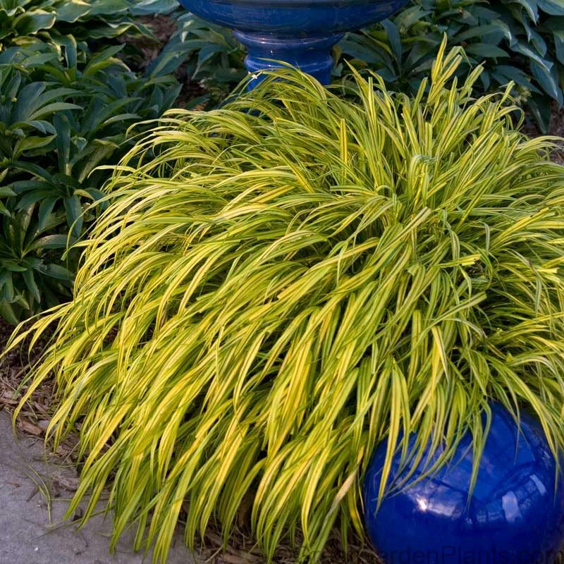 'Aureola' Japanese Forest Grass (Hakonechloa) - Image 3