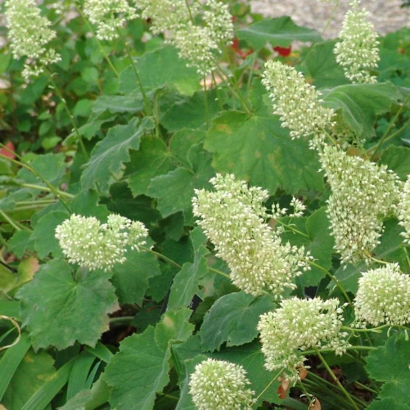 'Autumn Bride' Coral Bells (Heuchera)