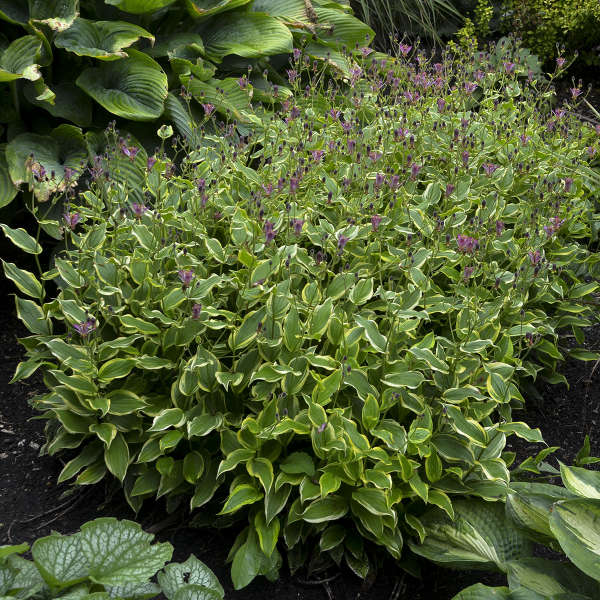 'Autumn Glow' Formosa Toad Lily (Tricyrtis) - Image 2