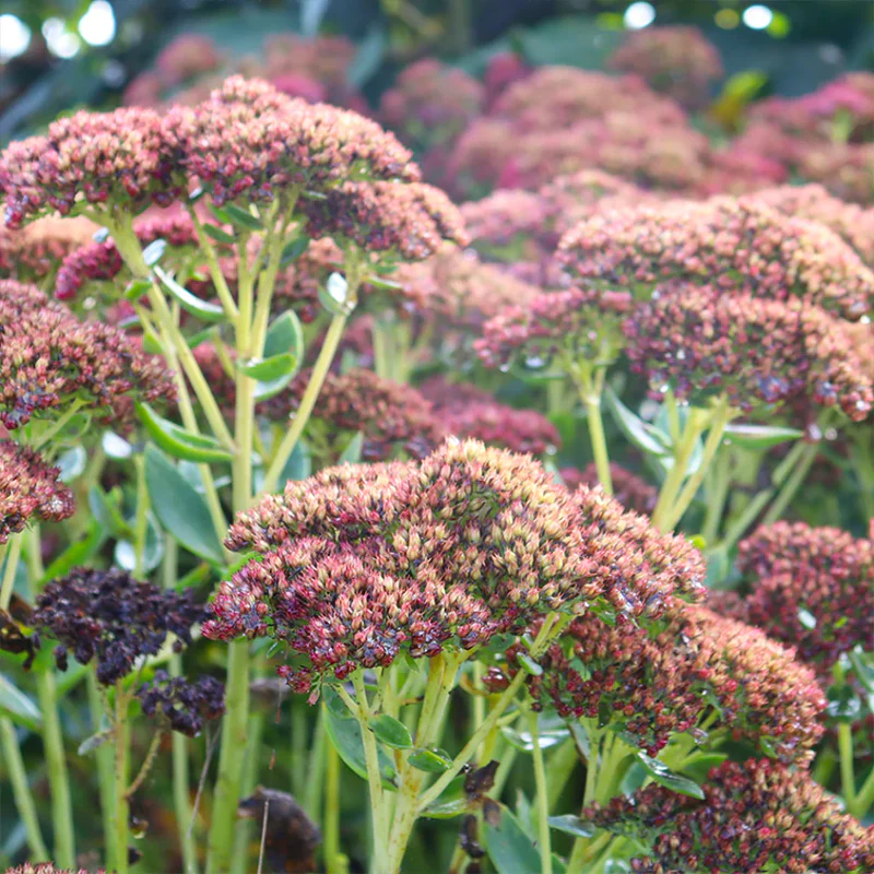 'Autumn Joy' Stonecrop (Sedum) - Image 2