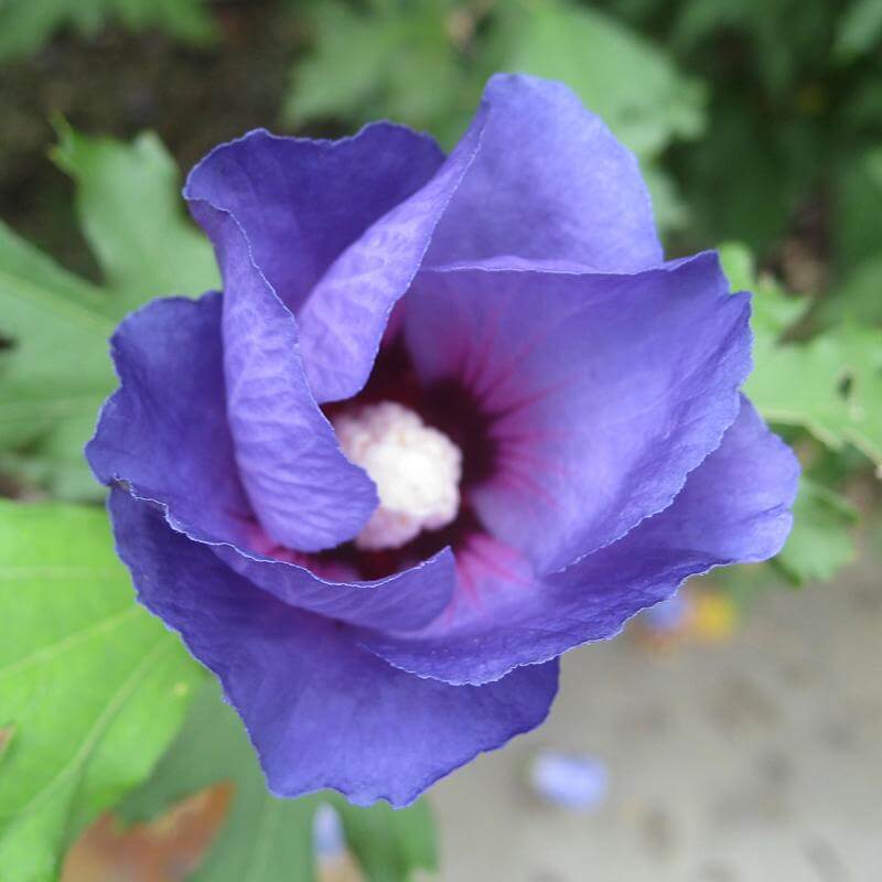 Azurri Blue Satin® Rose of Sharon (Hibiscus) - Image 2