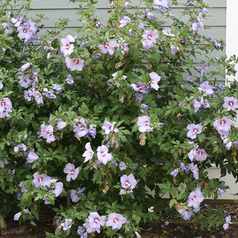 Azurri Blue Satin® Rose of Sharon (Hibiscus) - Image 3