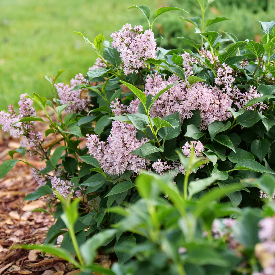 Baby Kim® Lilac (Syringa) - Image 4