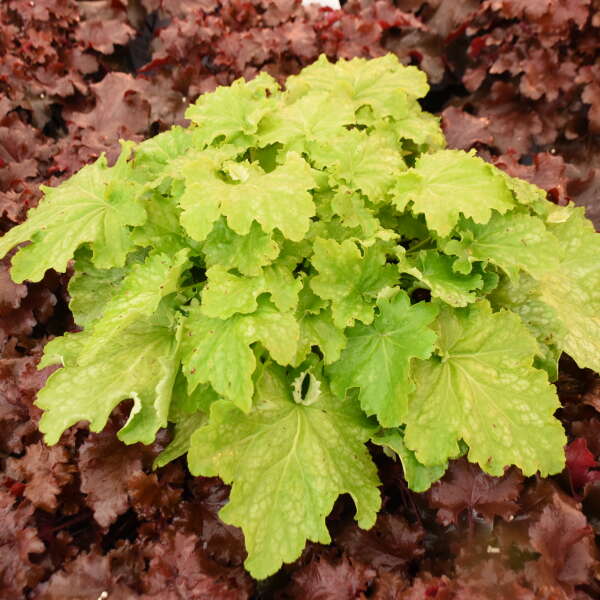 Dressed Up™ Ball Gown Coral Bells (Heuchera) - Image 3