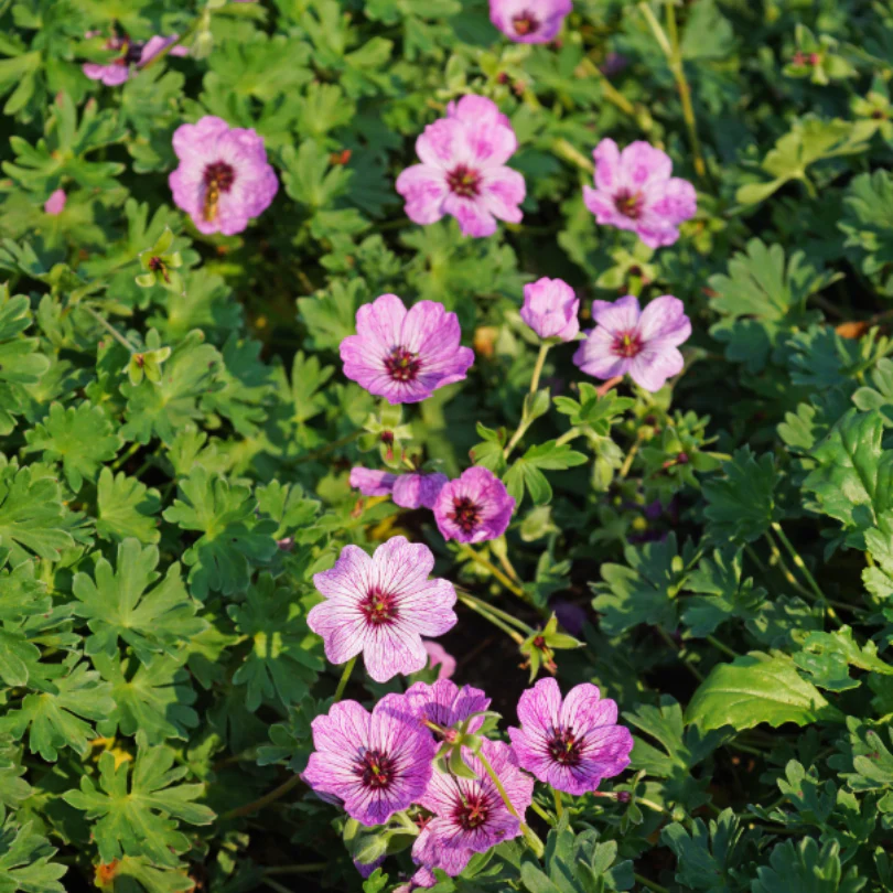 'Ballerina' Cranesbill (Geranium) - Image 2
