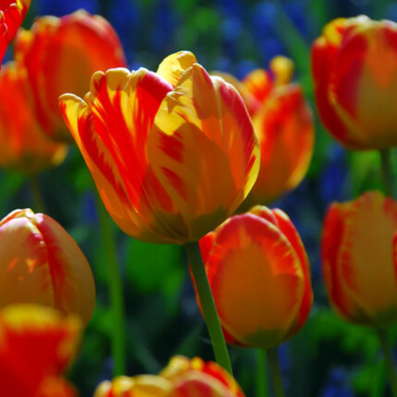 'Banja Luka' Tulip - Image 3