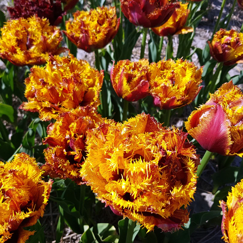 'Bastia' Fringed Tulip - Image 2