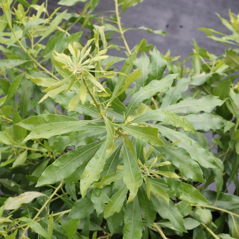 Bayside Bonito™ Southern Wax Myrtle (Myrica) - Image 3
