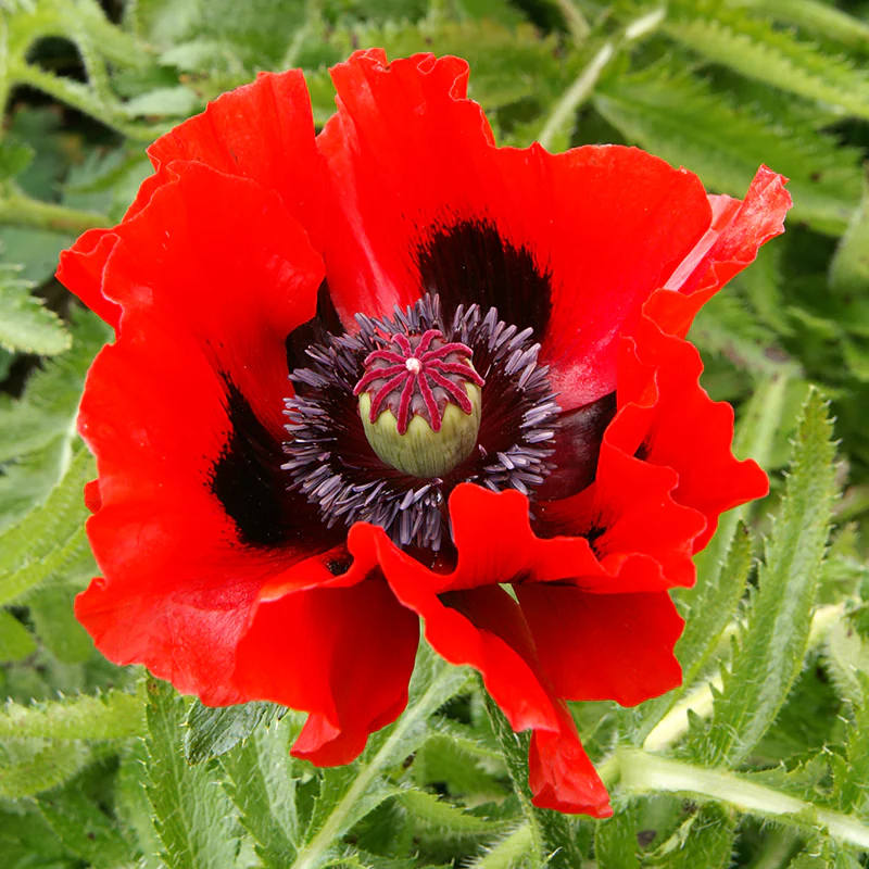 'Beauty of Livermere' Oriental Poppy (Papaver) - Image 2
