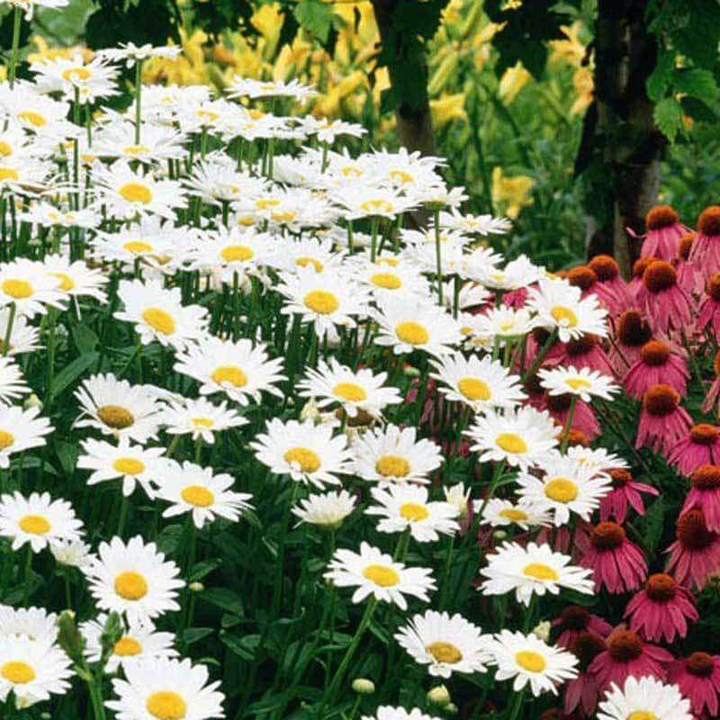 'Becky' Shasta Daisy (Leucanthemum) - Image 3