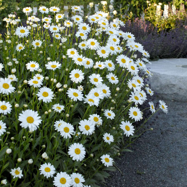 'Becky' Shasta Daisy (Leucanthemum) - Image 4