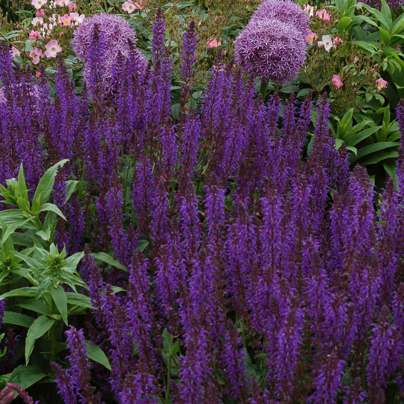 Bee Dazzled Pollinator Collection - Image 3