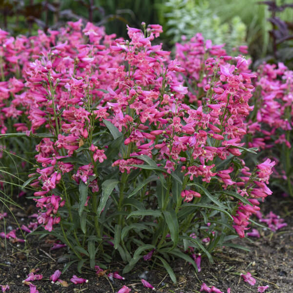 Bejeweled™ 'Pink Pearls' Beardtongue (Penstemon) - Image 3