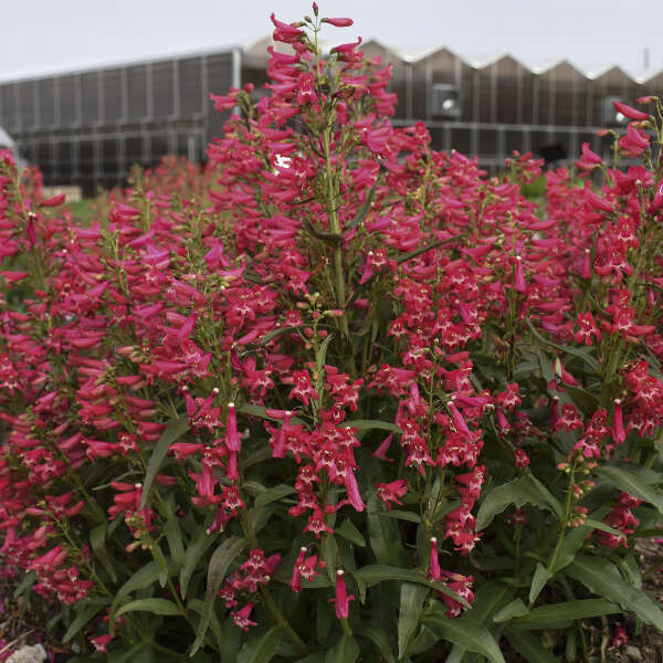 Bejeweled™ 'Rose Rhinestones' Beardtongue (Penstemon) - Image 3