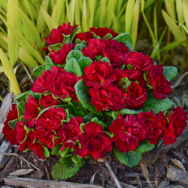 Belarina® Valentine Primrose (Primula) - Image 2