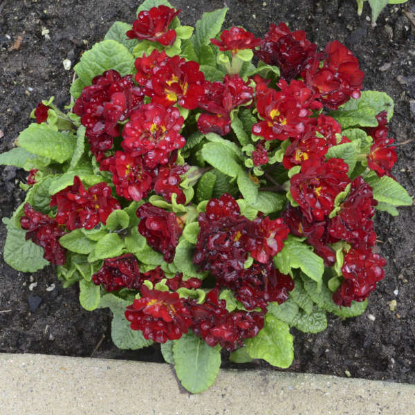 Belarina® Valentine Primrose (Primula) - Image 3