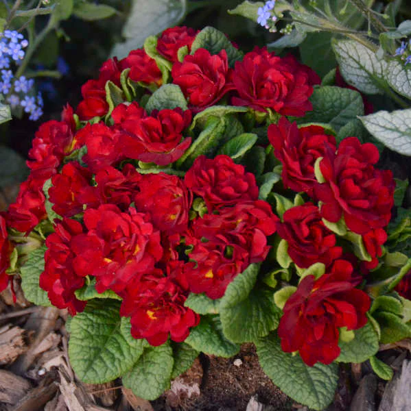Belarina® Valentine Primrose (Primula) - Image 4