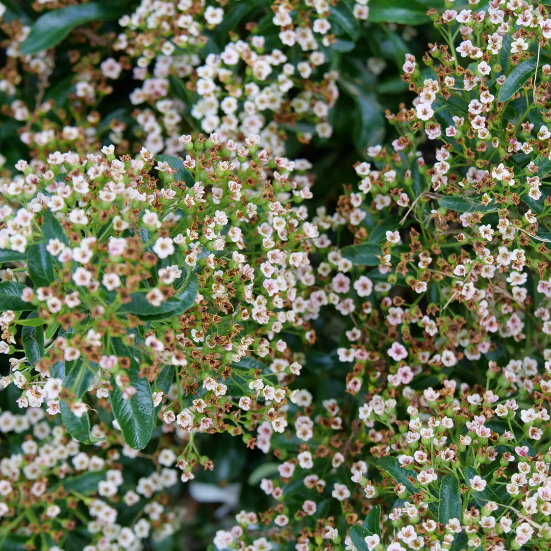 Berry Box® Pyracomeles - Image 2