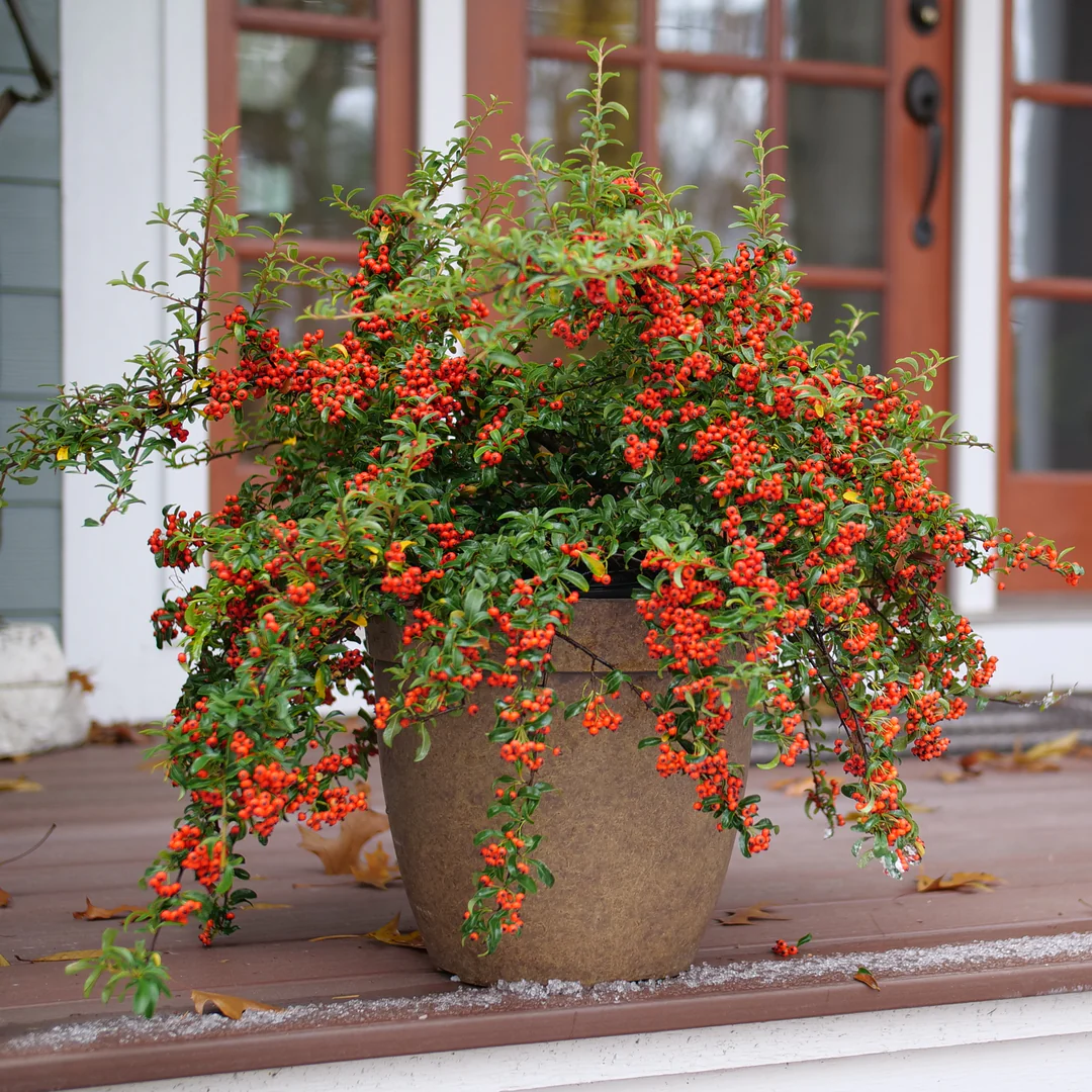 Berry Box® Pyracomeles - Image 3