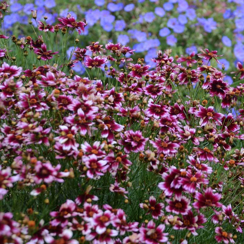 'Berry Chiffon' Tickseed - Image 2